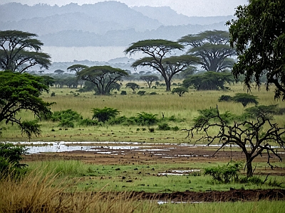 Immagine illustrativa con paesaggio della savana nella stagione delle piogge
